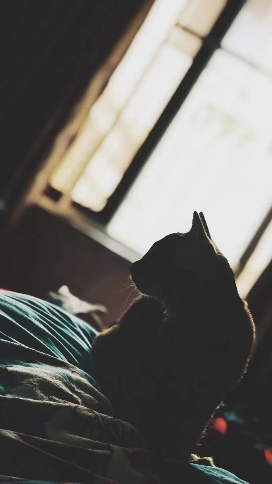 Contemplative Cat Silhouette - Related OpersCraft wallpaper