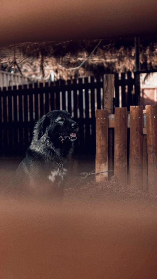 Contemplative Caucasian Shepherd Dog - Related OpersCraft wallpaper