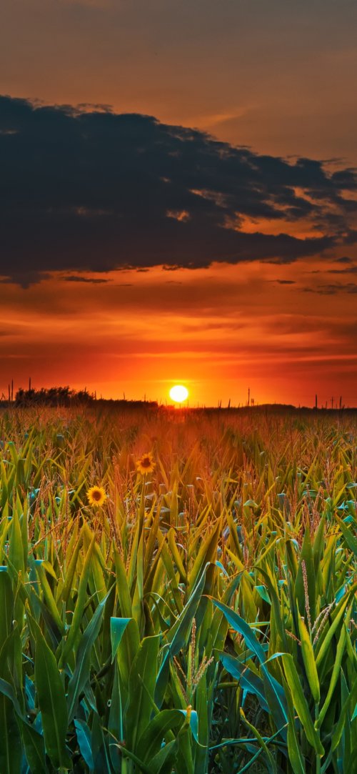 Cornfield Sunset Glow - Related OpersCraft wallpaper