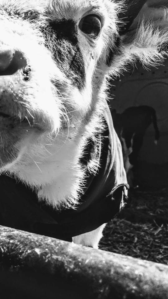 Cow Close-Up Monochrome - Related OpersCraft wallpaper