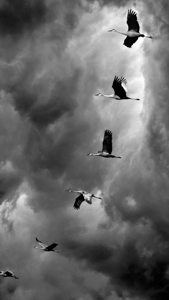 Cranes in Stormy Sky - birds Wallpaper