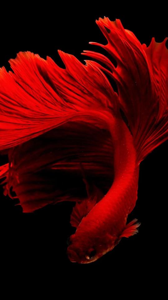 Crimson Betta Fish
