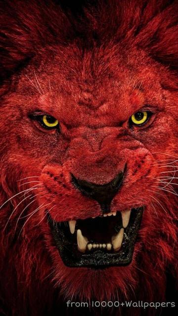 Crimson Lion Roar - lion Wallpaper