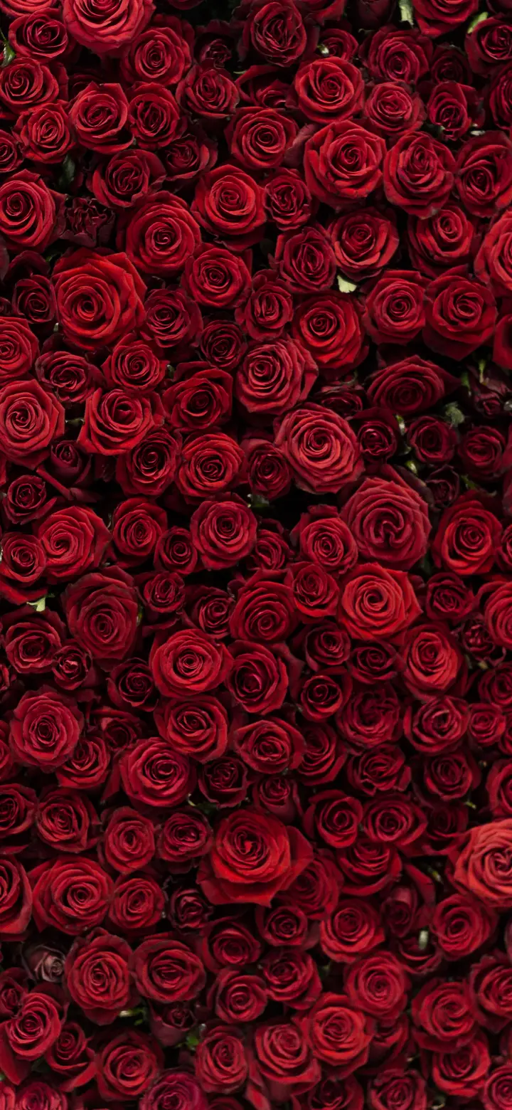 Crimson Rose Garden - Related OpersCraft wallpaper