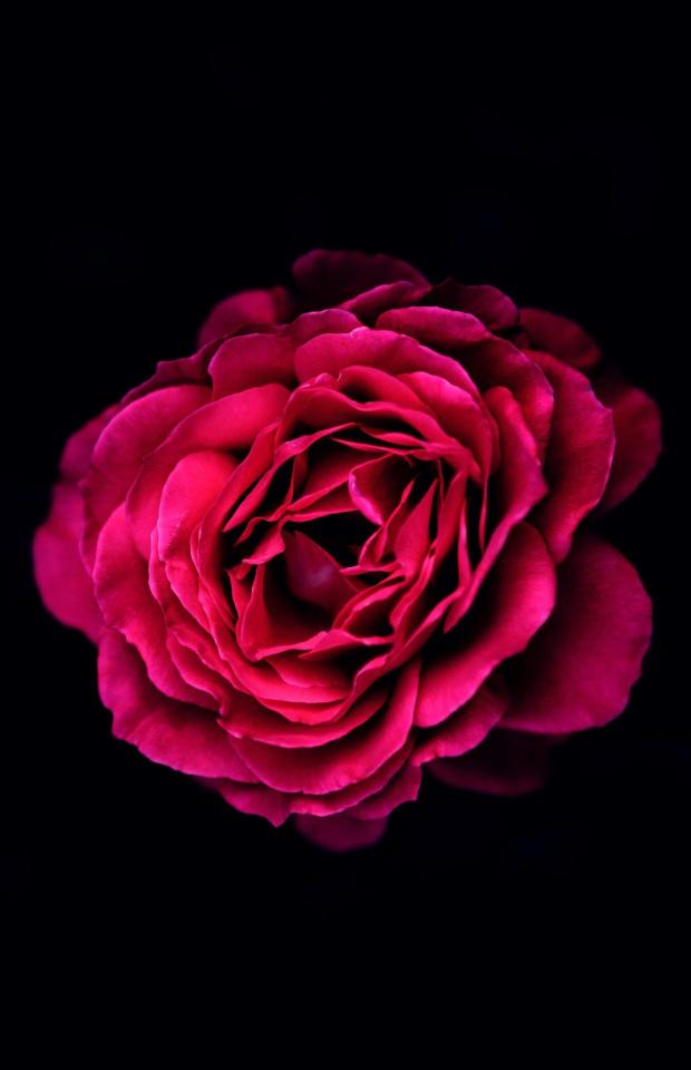 Crimson Rose on Black - Related OpersCraft wallpaper