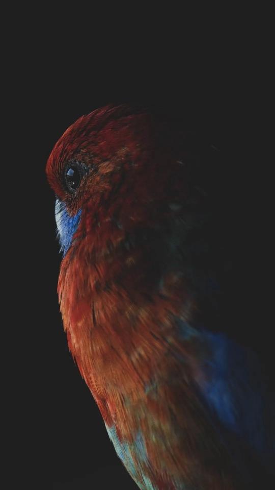 Crimson Rosella Portrait