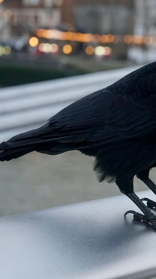 Crow on Balcony Edge - birds Wallpaper