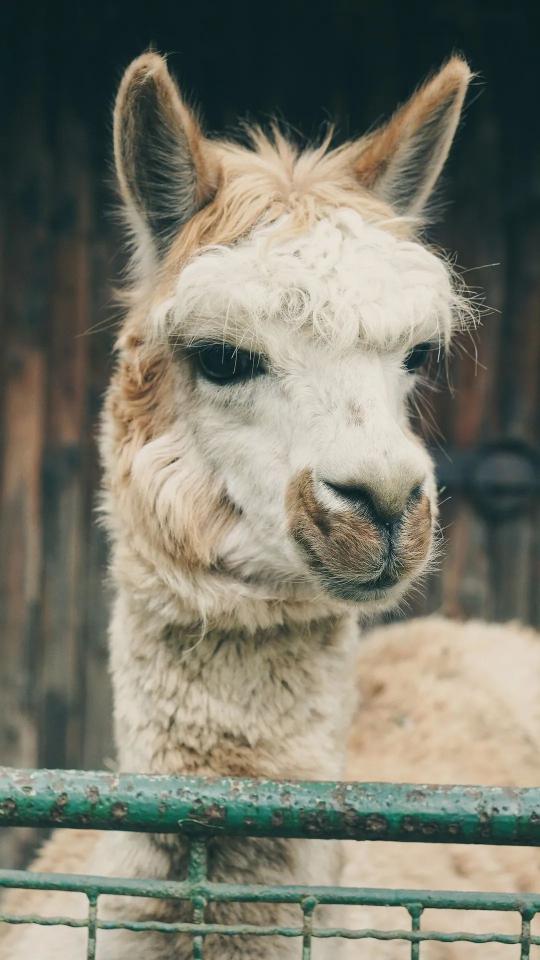 Curious Alpaca Portrait - Related OpersCraft wallpaper