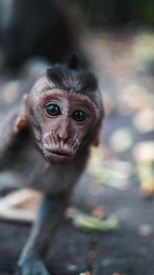 Curious Baby Monkey Portrait