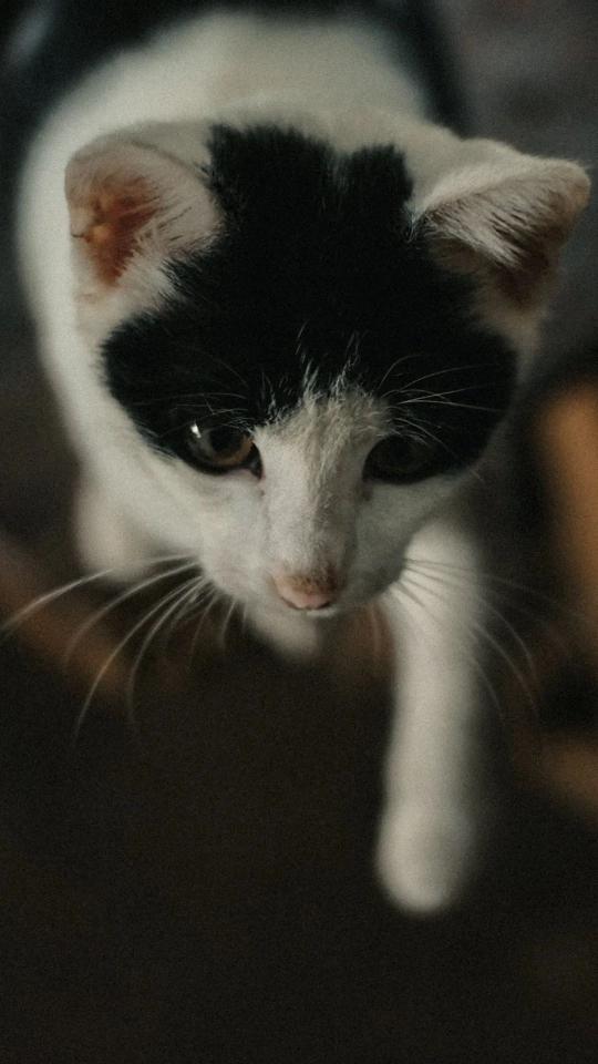 Curious Black and White Cat - Related OpersCraft wallpaper