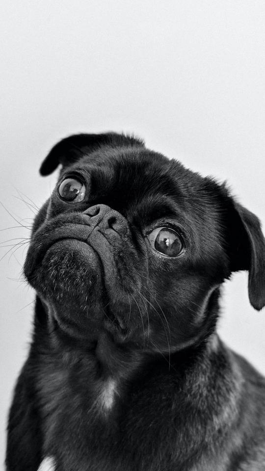 Curious Black Pug Portrait - Related OpersCraft wallpaper