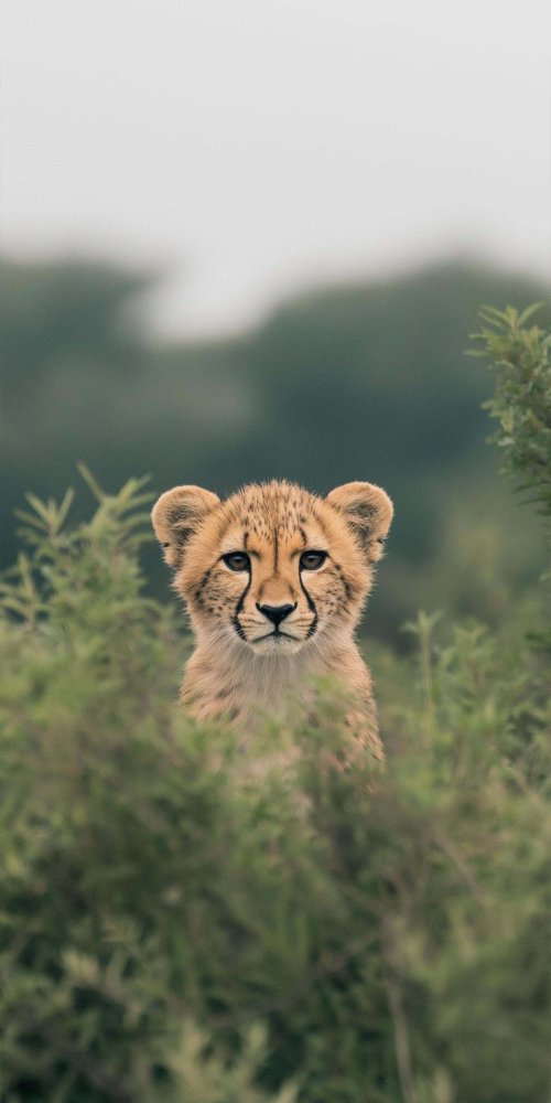 Curious Cheetah Cub