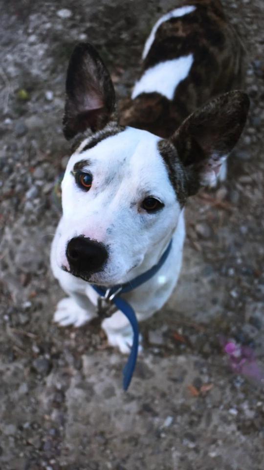 Curious Dog Looking Up - dog Wallpaper