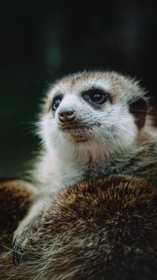 Curious Meerkat Portrait - animals Wallpaper