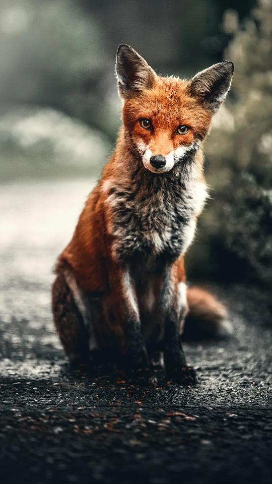 Curious Red Fox Portrait - Related OpersCraft wallpaper