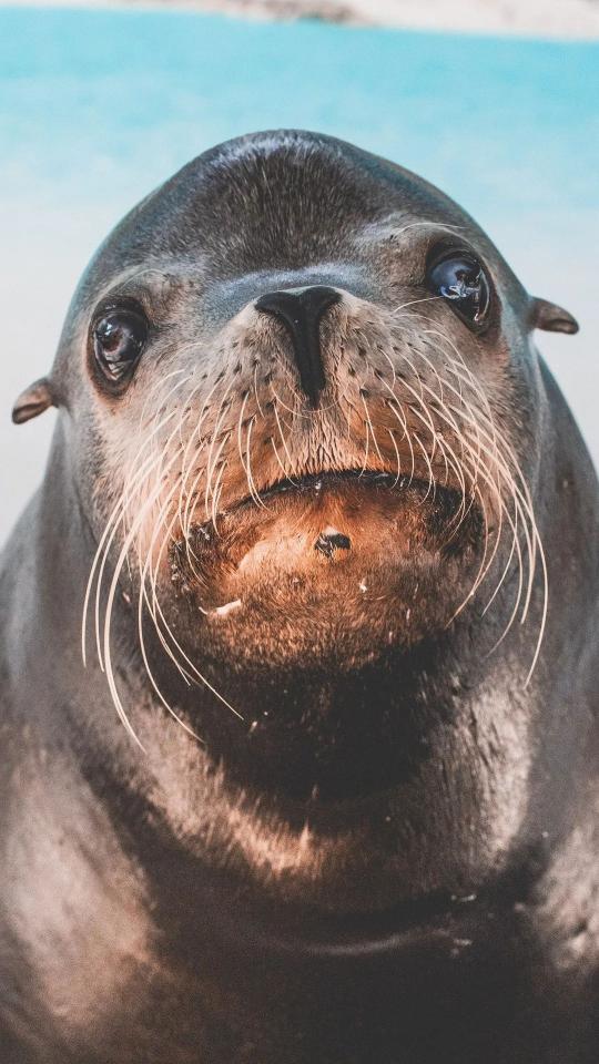 Curious Sea Lion Portrait - Related OpersCraft wallpaper