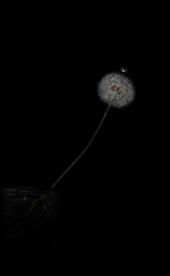 Dandelion in the Dark - Related OpersCraft wallpaper