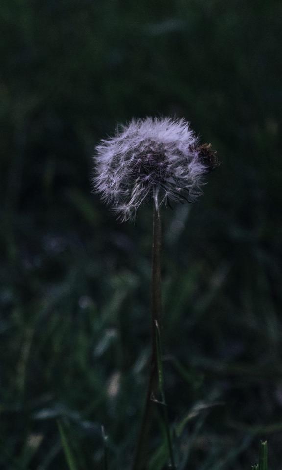 Dandelion Seed Head - Related OpersCraft wallpaper