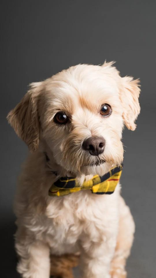 Dapper Dog Portrait - Related OpersCraft wallpaper