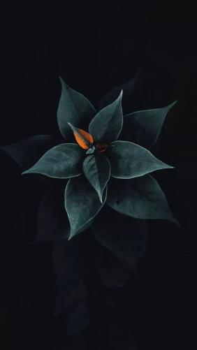 Dark Bloom - Related OpersCraft wallpaper