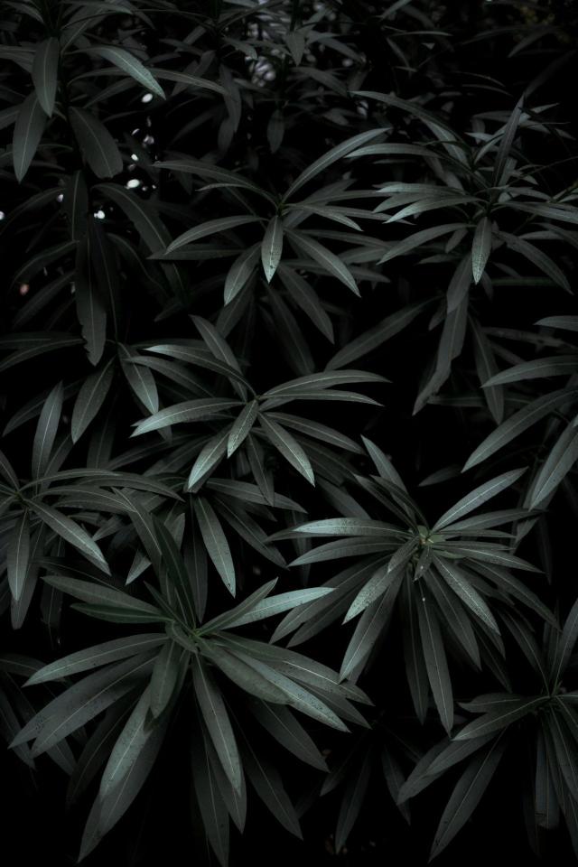 Dark Botanical Foliage