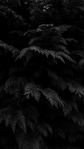 Dark Cedar Branches - Related OpersCraft wallpaper