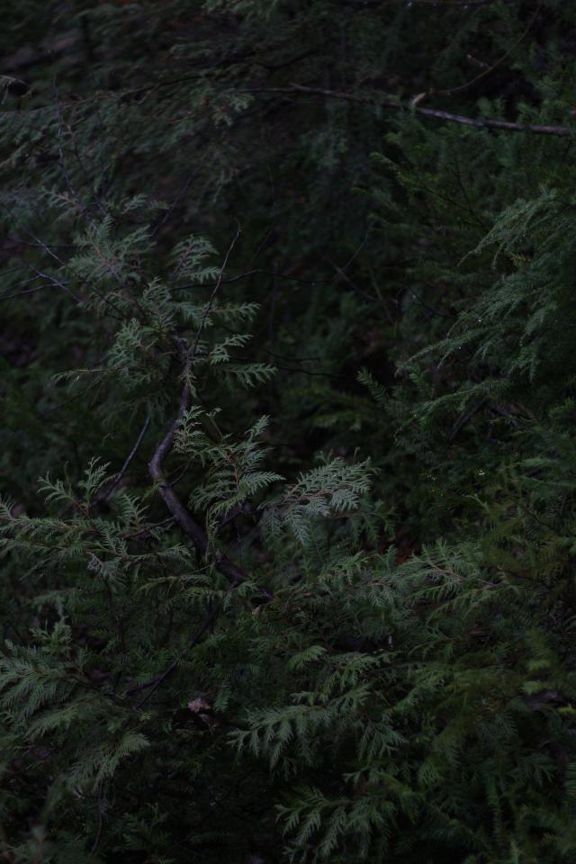 Dark Evergreen Forest - Related OpersCraft wallpaper