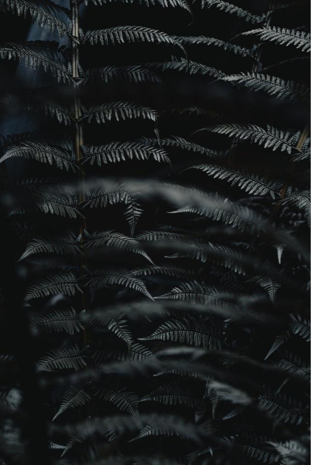 Dark Fern Forest - Related OpersCraft wallpaper
