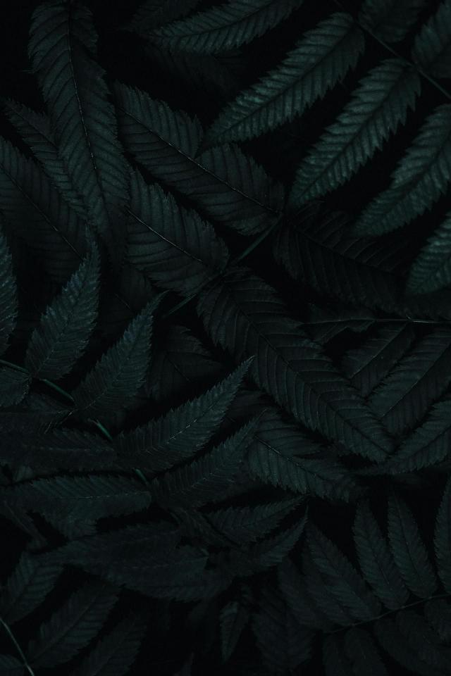 Dark Fern Leaf Pattern - Related OpersCraft wallpaper