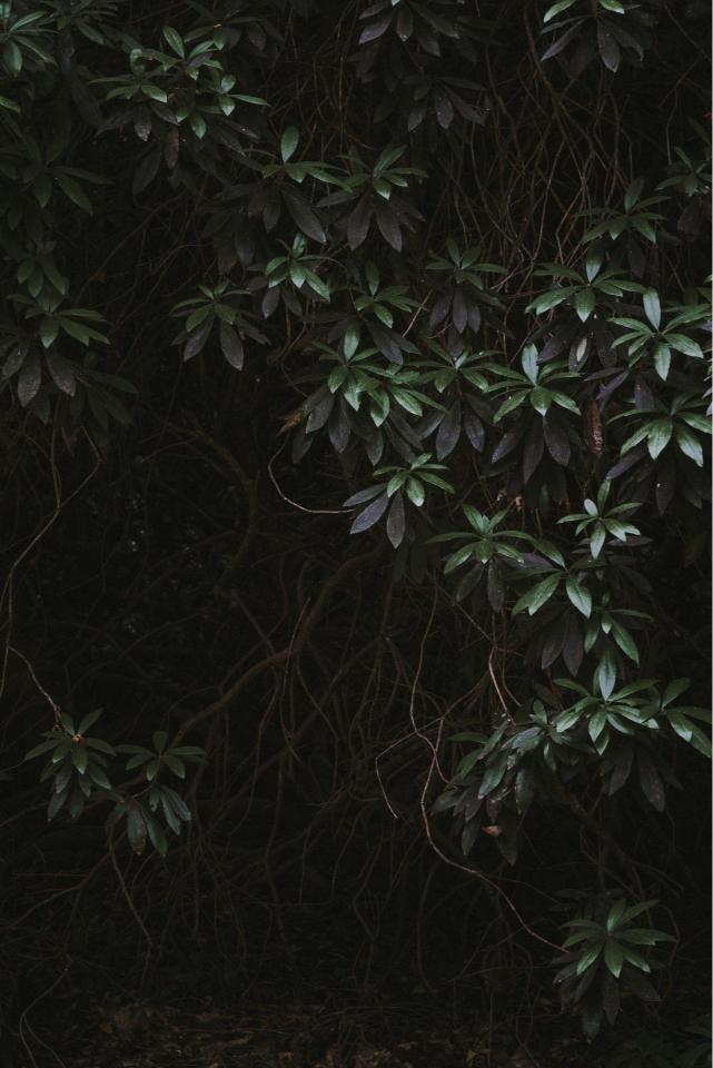 Dark Foliage Canopy - Related OpersCraft wallpaper