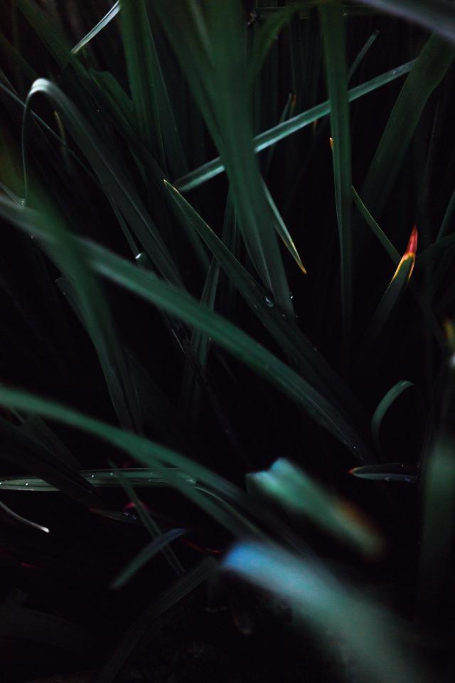 Dark Green Grass Blades - random Wallpaper