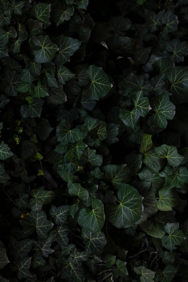 Dark Green Ivy Canopy - Related Darkify wallpaper