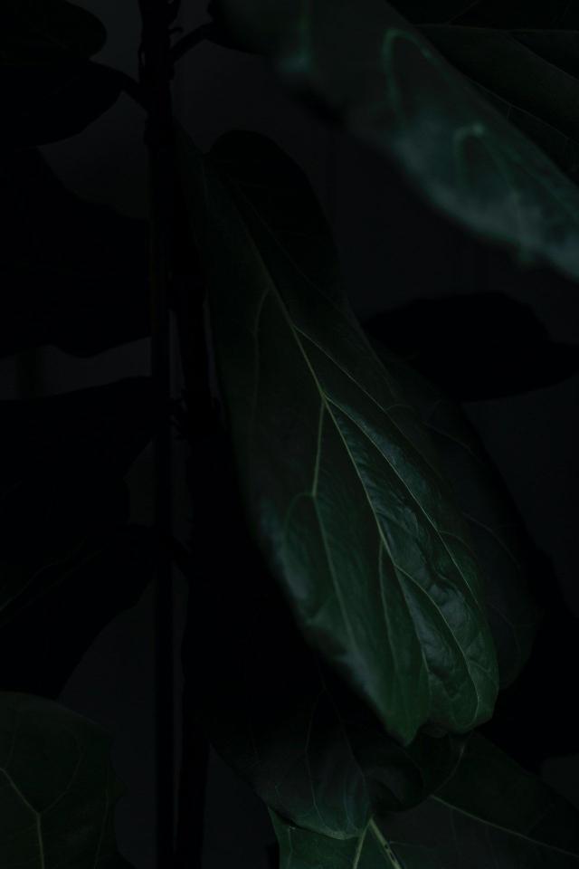 Dark Green Leaf Close-up - Related StockWalls wallpaper