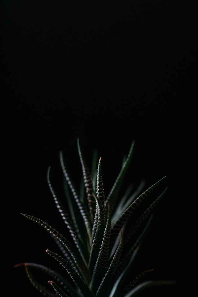 Dark Haworthia Plant - Related OpersCraft wallpaper