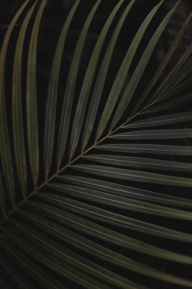 Dark Palm Leaf - Related OpersCraft wallpaper