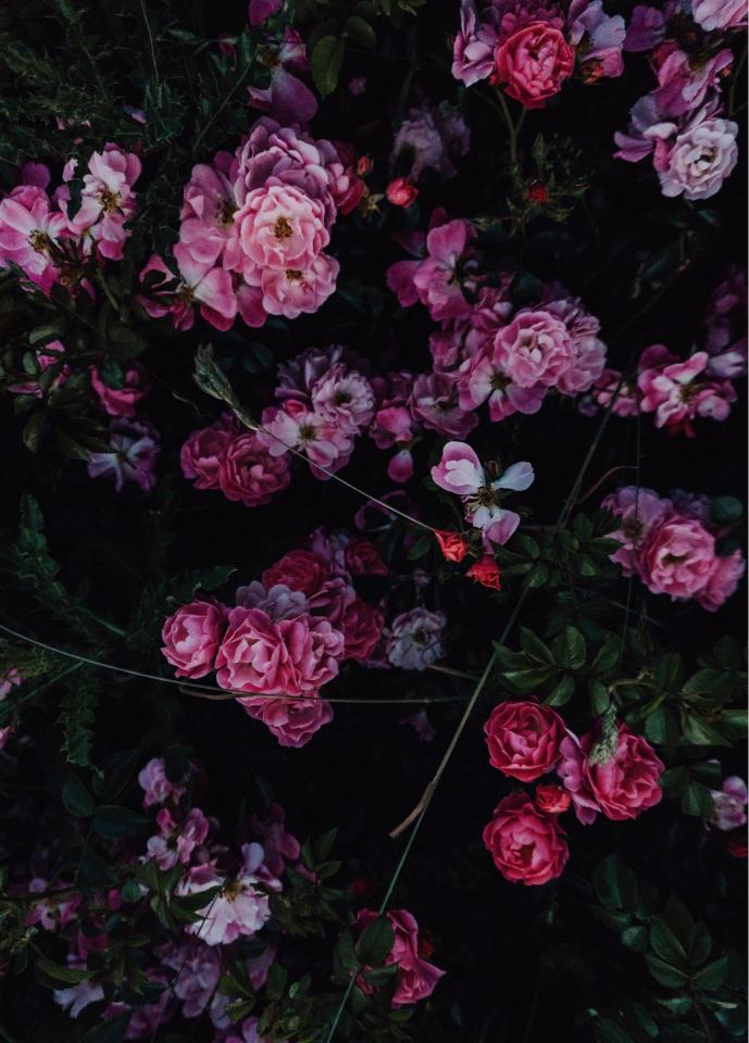 Dark Pink Rose Garden - Related Tablet wallpaper