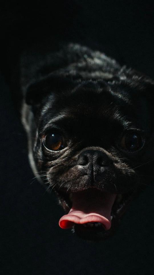 Dark Pug Portrait - Related OpersCraft wallpaper