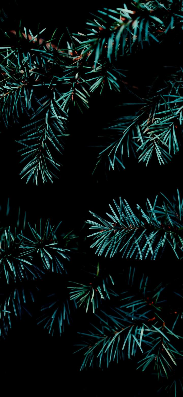 Dark Teal Pine Branches - Related OpersCraft wallpaper
