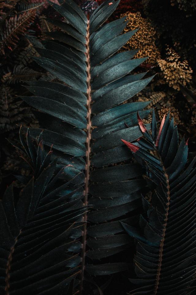 Dark Tropical Ferns