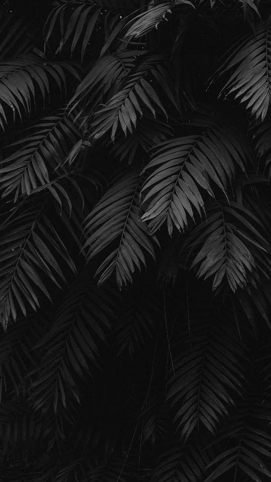Dark Tropical Palm Leaves - Related OpersCraft wallpaper