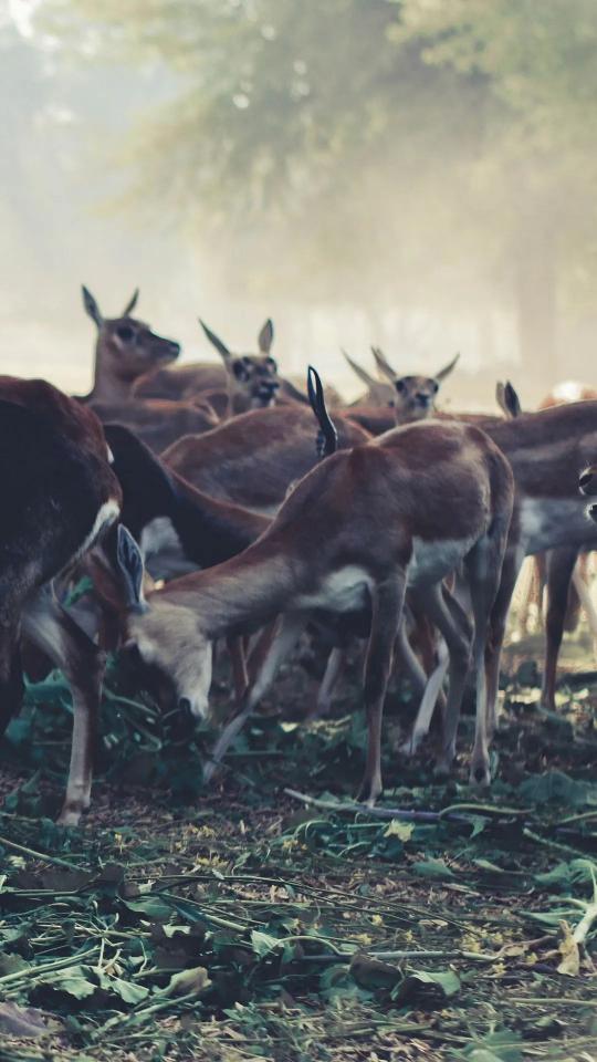 Deer in the Mist - Related OpersCraft wallpaper