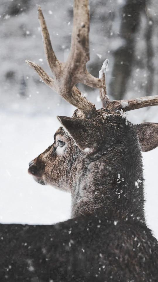 Deer in Winter Snowfall
