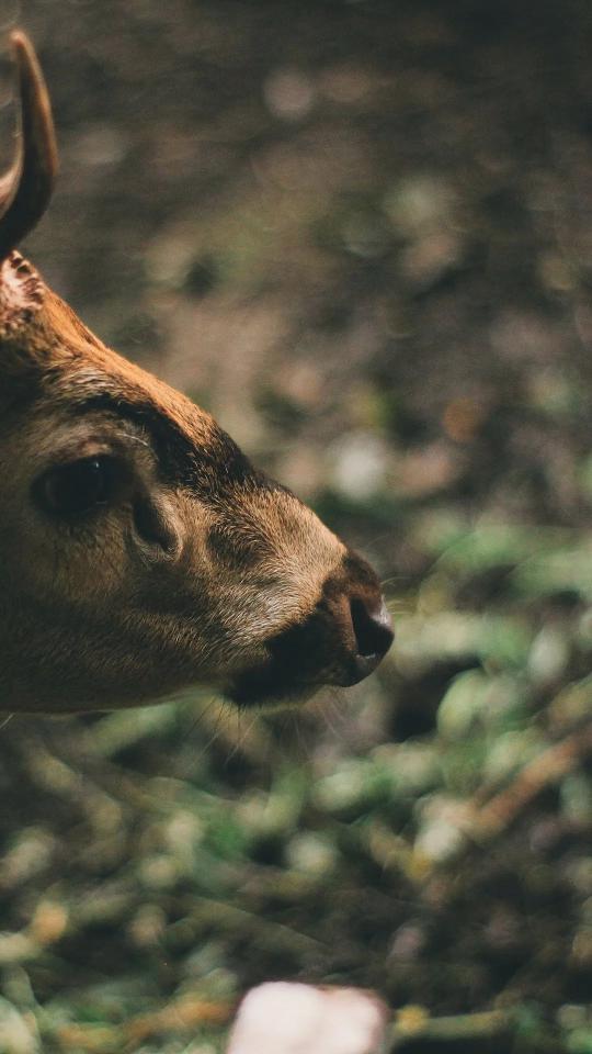 Deer Profile Close-Up
