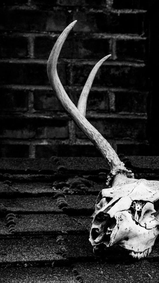 Deer Skull Still Life - Related OpersCraft wallpaper