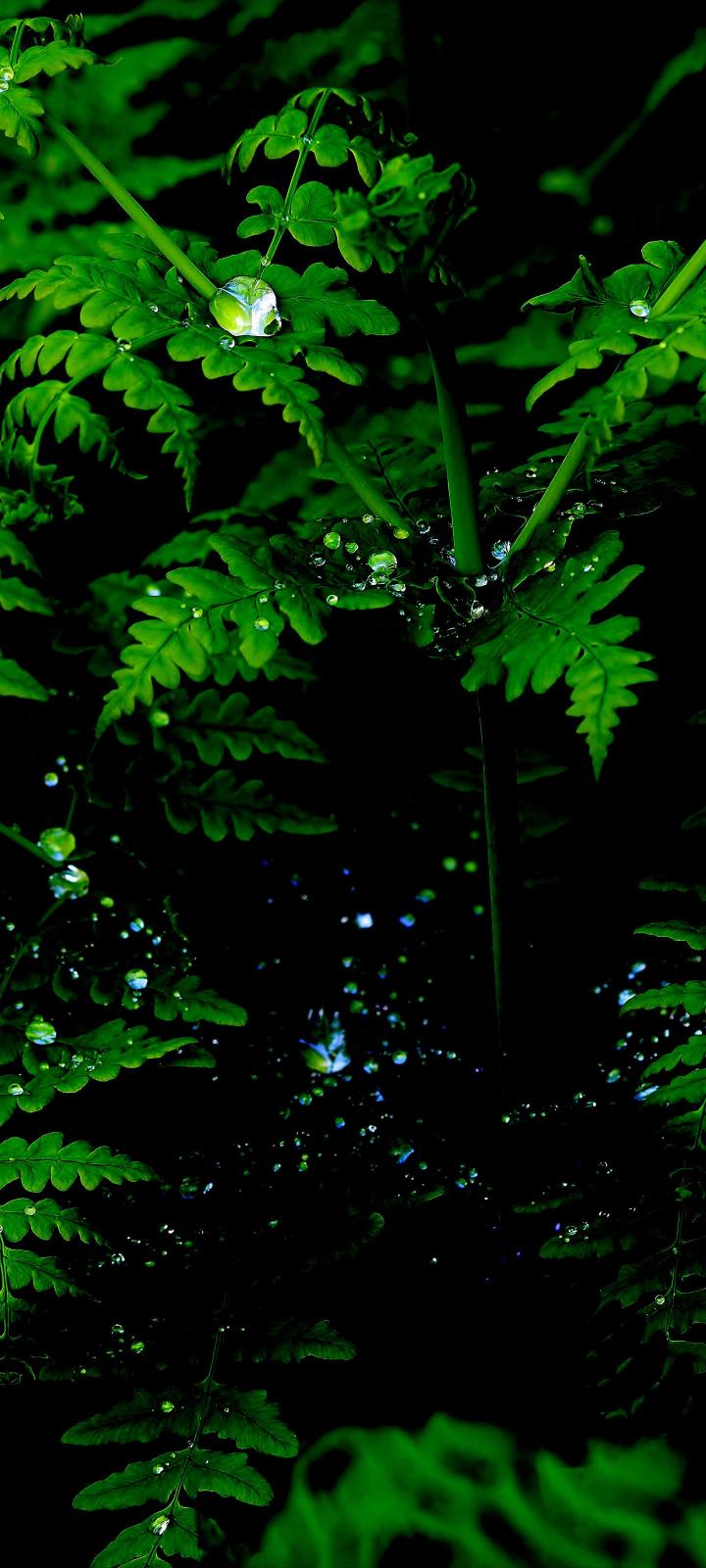 Dew Drops on Fern - Related OpersCraft wallpaper