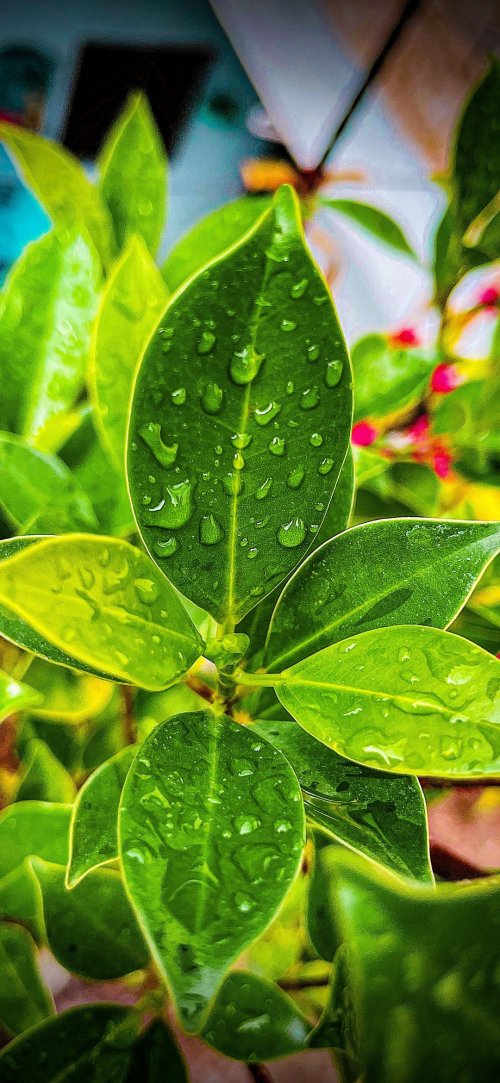 Dew Drops on Green Leaves - Related OpersCraft wallpaper
