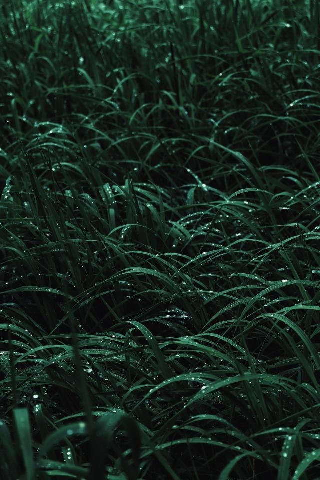 Dewy Emerald Grass Blades - random Wallpaper