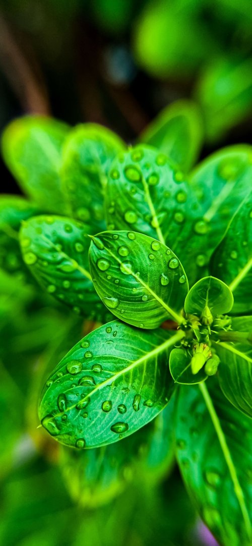 Dewy Green Leaves Close-up - Related Darkify wallpaper
