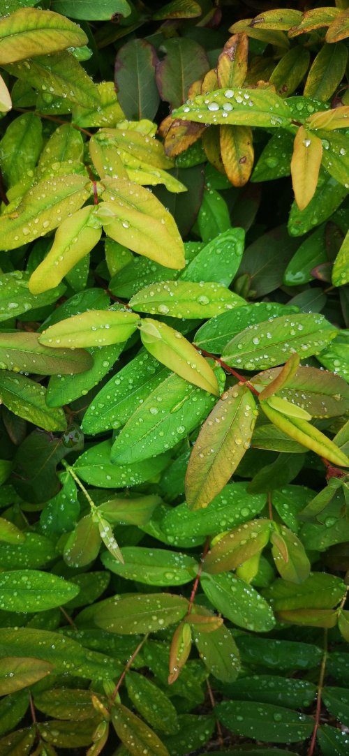 Dewy Green Leaves - Related OpersCraft wallpaper