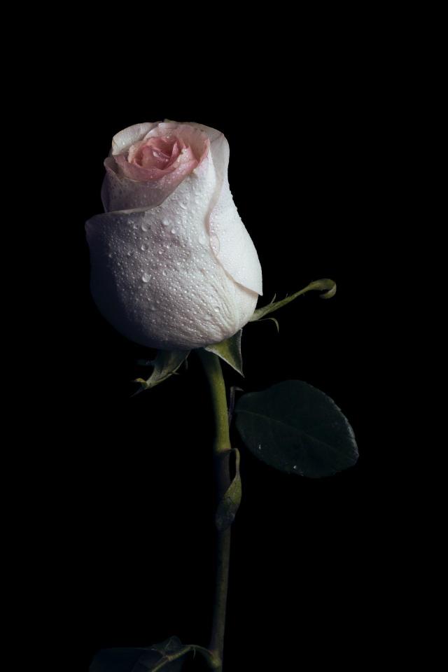 Dewy Rose on Black - Related OpersCraft wallpaper